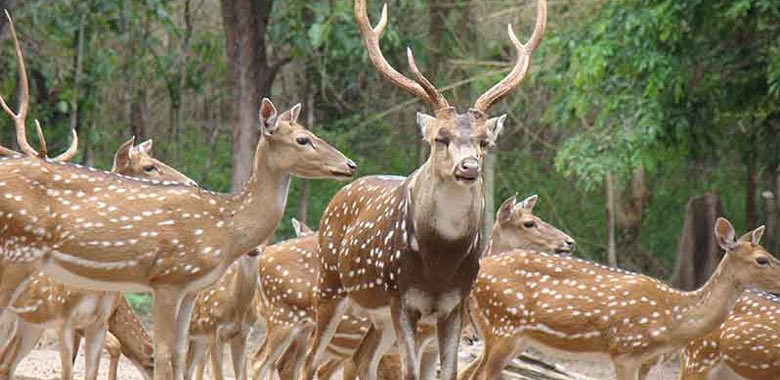 بوستان آهوان کیش